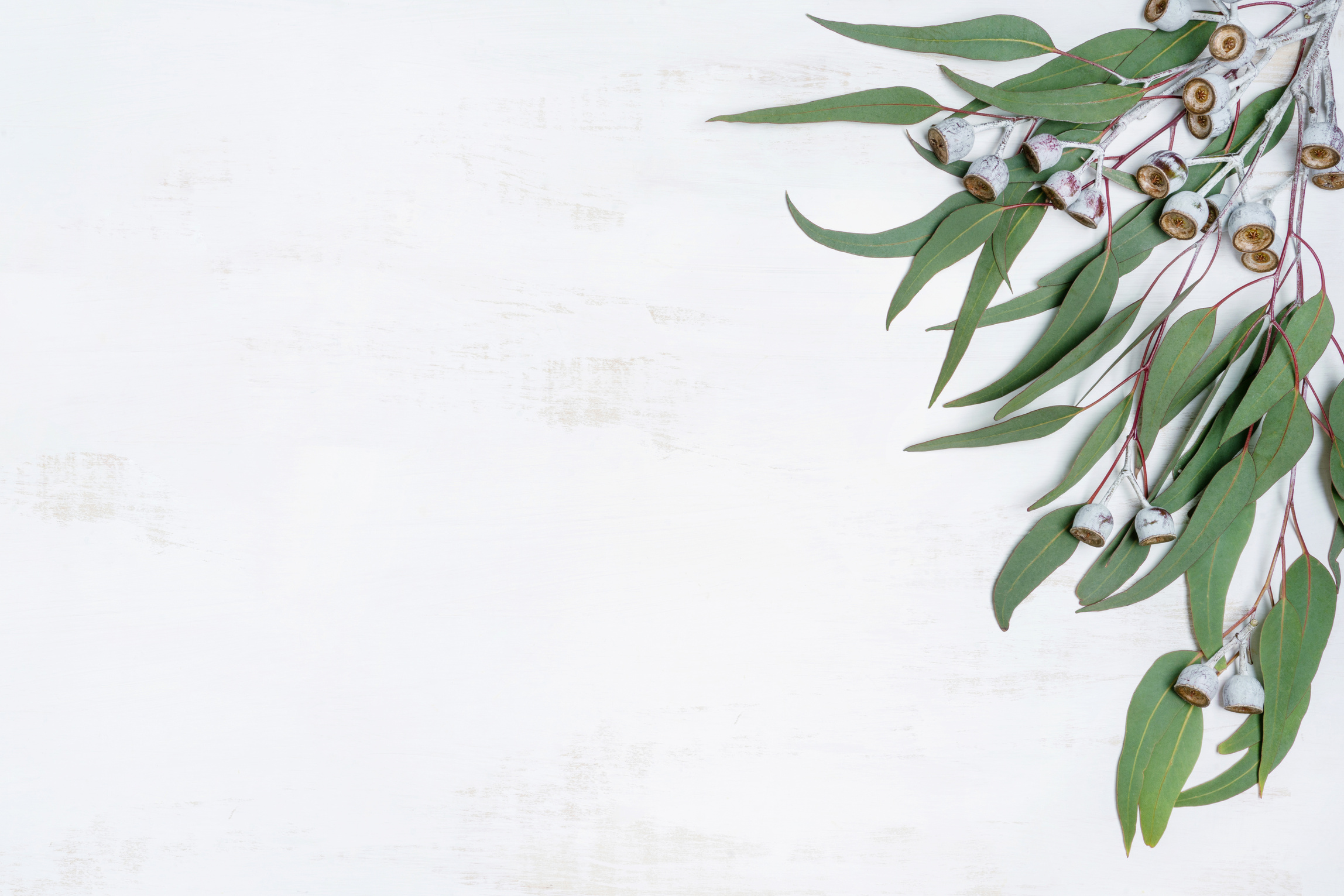 Australian native eucalyptus leaves and gum nuts.